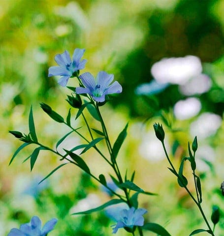 Linum Lewis Flax - West Coast Seeds - Image 3