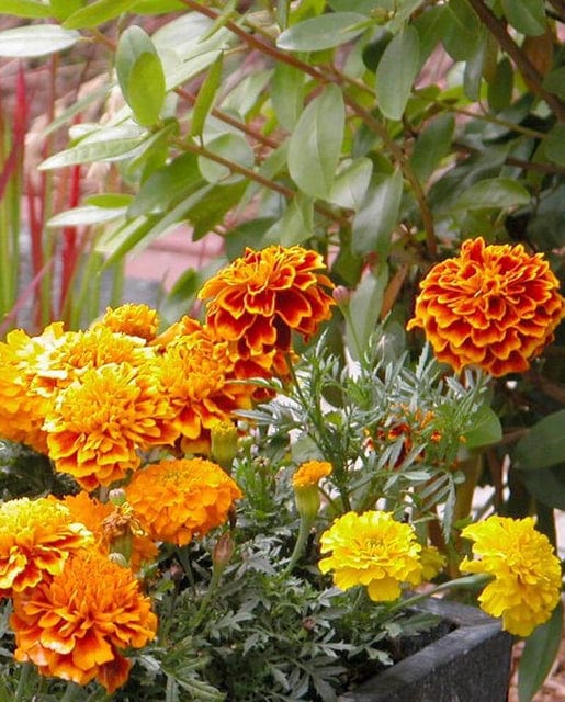 Marigold Brocade - West Coast Seeds - Image 2