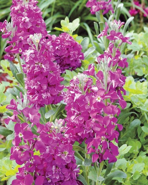 Stocks Night Scented - West Coast Seeds - Image 3