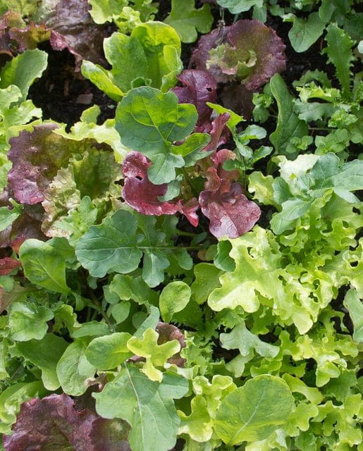 Salad Mix West Coast Market - West Coast Seeds - Image 2