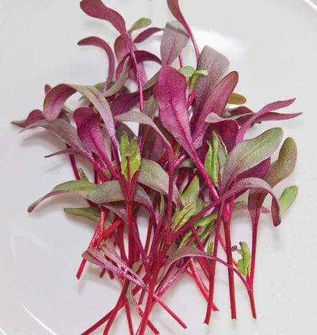 Microgreen Beets - West Coast Seeds - Image 2