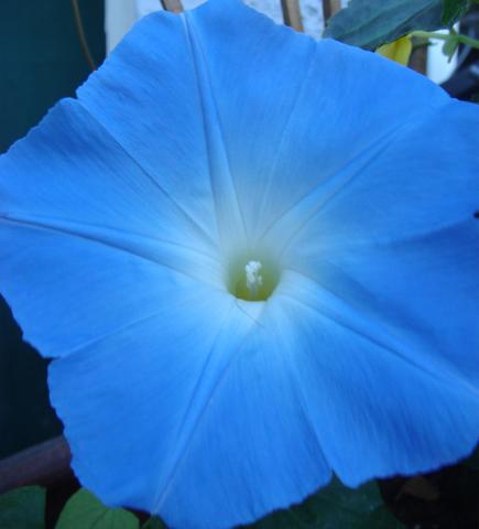 Morning Glory Heavenly Blue - West Coast Seeds - Image 2