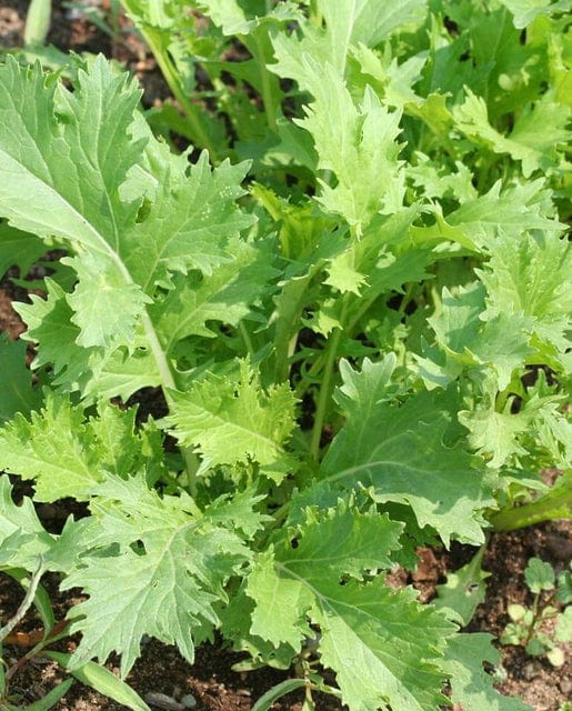 Organic Mustard Mizuna - West Coast Seeds - Image 2
