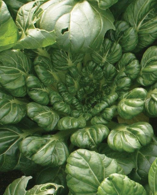 Organic Mustard Tah Tsai - West Coast Seeds - Image 2