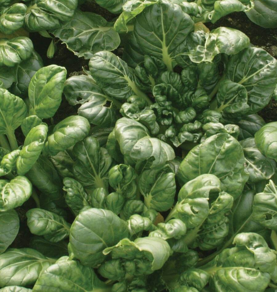 Bok Choi Tah Tsai - West Coast Seeds - Image 2