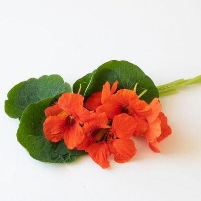 Nasturtium Empress of India - West Coast Seeds - Image 2