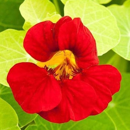 Nasturtium Empress of India - West Coast Seeds - Image 3