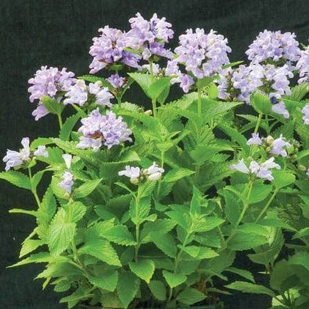 Nepeta Blue Panther - West Coast Seeds - Image 2
