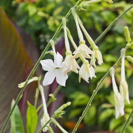 Nicotiana Jasmine Tobacco - West Coast Seeds - Image 3