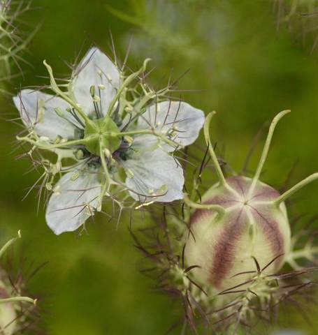 Nigella Persian Jewels - West Coast Seeds - Image 3