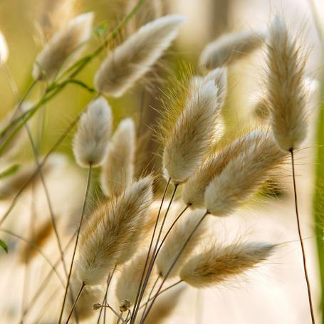 Ornamental Grass Bunny Tails - West Coast Seeds - Image 3