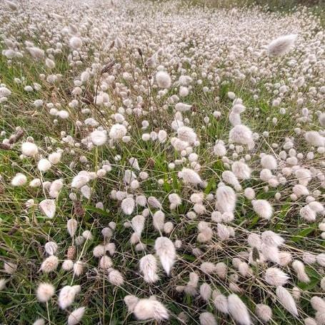 Ornamental Grass Bunny Tails - West Coast Seeds - Image 4