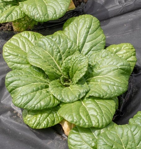 Pac Choi Asian Delight - West Coast Seeds - Image 2