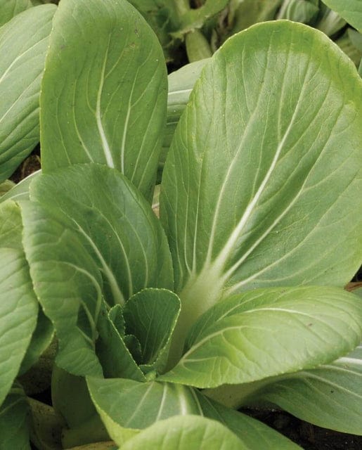 Pac Choi White Stemmed - West Coast Seeds - Image 2