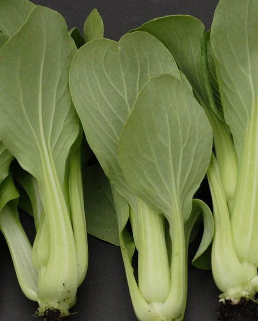 Pac Choi Mei Qing Choi - West Coast Seeds - Image 2