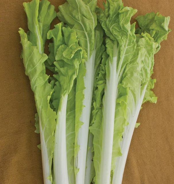Pac Choi Taiwan - West Coast Seeds - Image 2