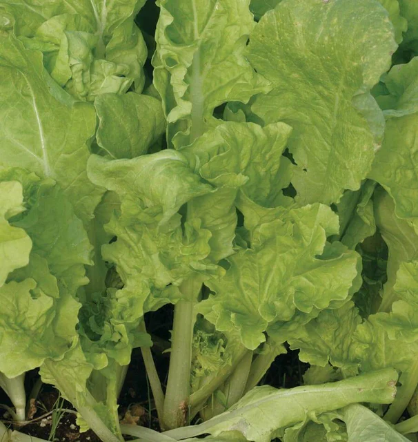 Pac Choi Taiwan - West Coast Seeds - Image 3