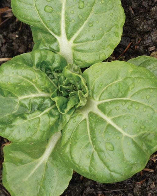 Pac Choi Toy Choi - West Coast Seeds - Image 2