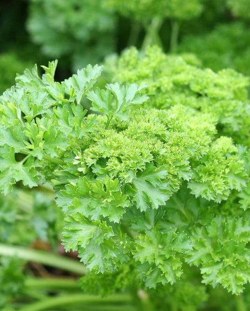 Parsley Forest Green - West Coast Seeds - Image 2