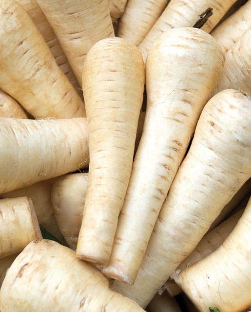 Parsnip Gladiator - West Coast Seeds - Image 2