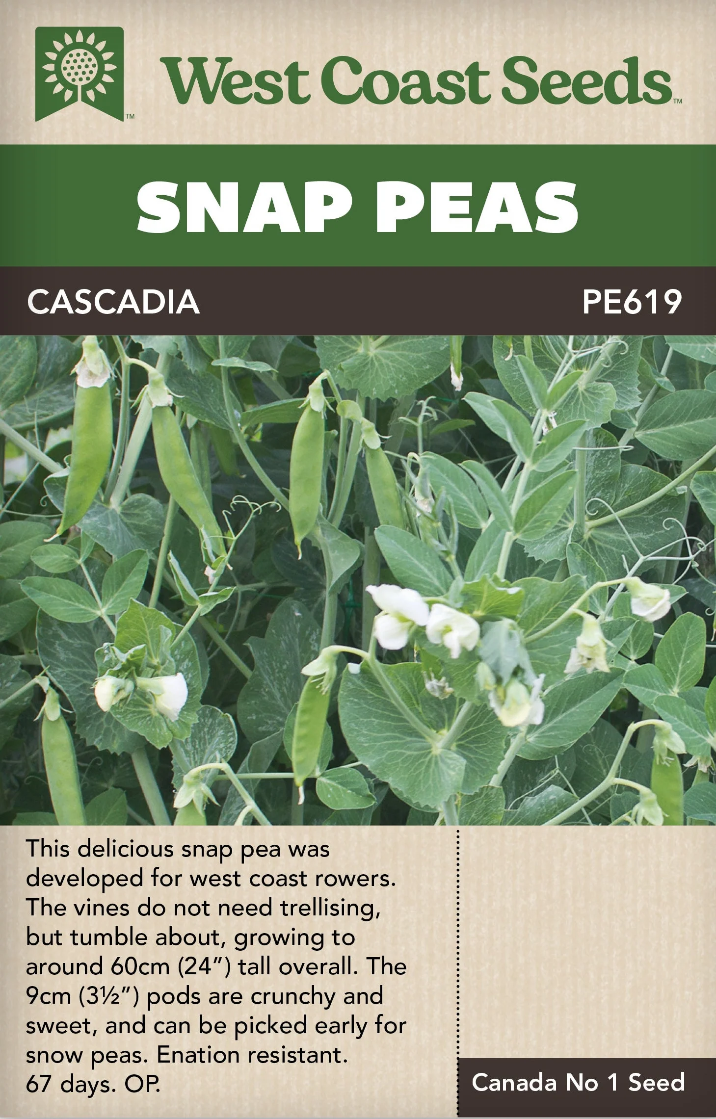 Pea Cascadia - West Coast Seeds