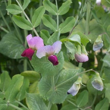 Pea Dwarf Grey Sugar - West Coast Seeds - Image 2