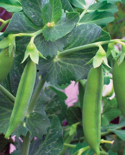 Pea Little Marvel - West Coast Seeds - Image 2
