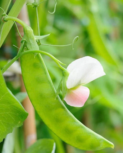 Pea Snap Sugar Lace II - West Coast Seeds - Image 2