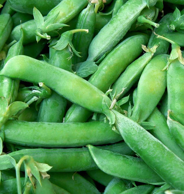 Pea Snap Super Sugar Snap - West Coast Seeds - Image 2
