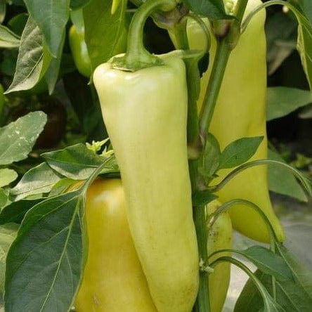 Pepper Hungarian Hot Wax - West Coast Seeds - Image 2