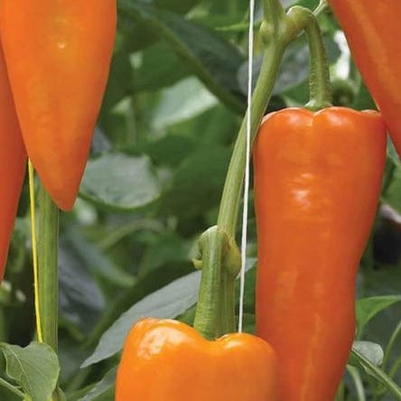 Organic Pepper Oranos - West Coast Seeds - Image 2