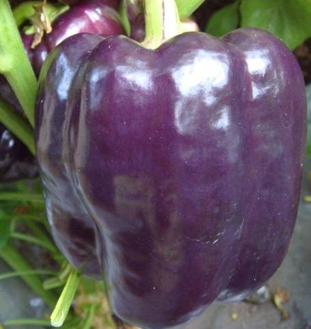 Pepper Purple Beauty - West Coast Seeds - Image 2