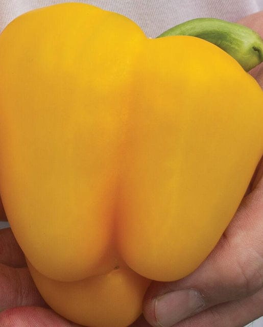 Pepper Sweet Twingo - West Coast Seeds - Image 2