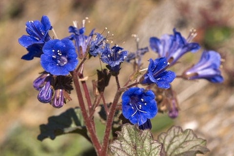 Phacelia California Bluebell - West Coast Seeds - Image 3