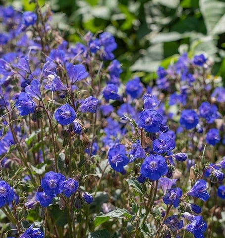 Phacelia California Bluebell - West Coast Seeds - Image 4