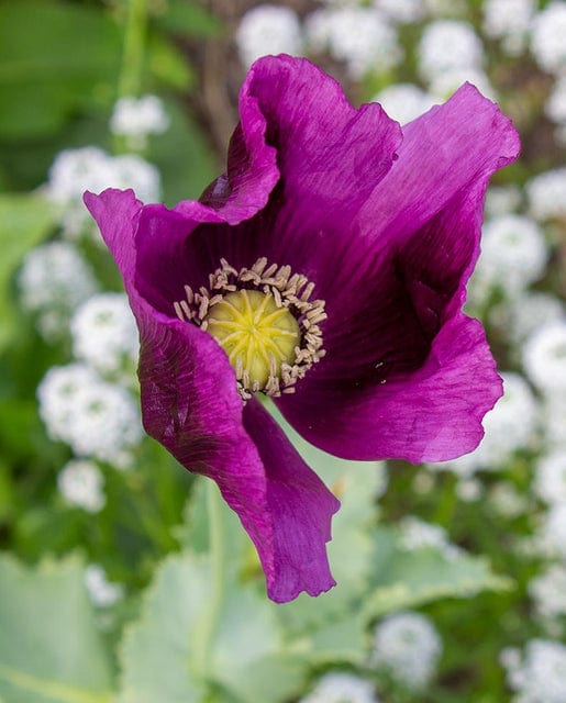 Poppy Hungarian Blue - West Coast Seeds - Image 2