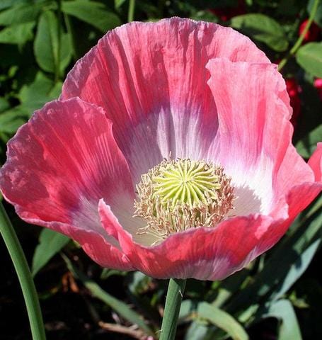Poppy Giganthemum - West Coast Seeds - Image 3