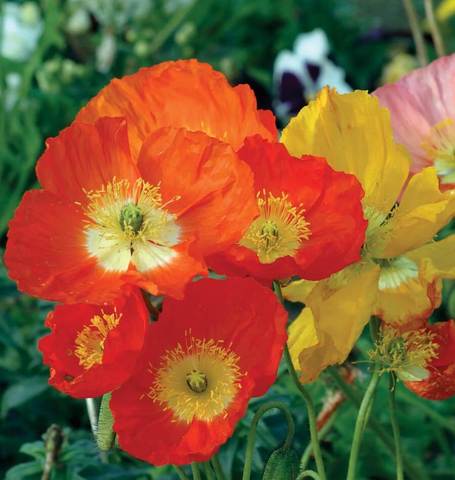 Poppy Iceland Poppies - West Coast Seeds - Image 2
