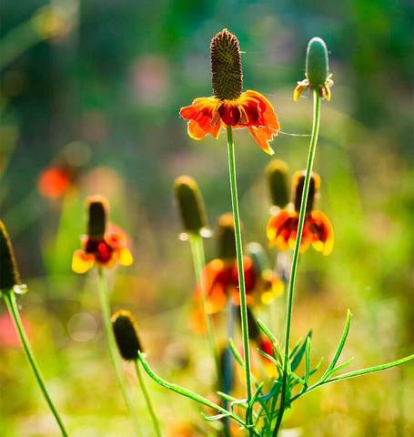 Ratibida - Coneflower Prairie - West Coast Seeds - Image 2