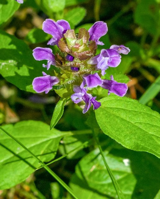 Prunella Self-Heal - West Coast Seeds - Image 2