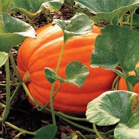Pumpkin Big Max - West Coast Seeds - Image 2