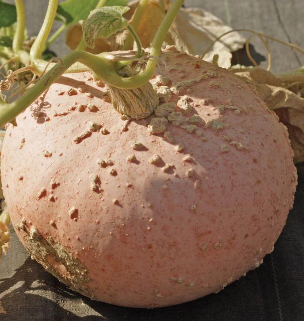 Pumpkin Galeux D'Eysines - West Coast Seeds - Image 3