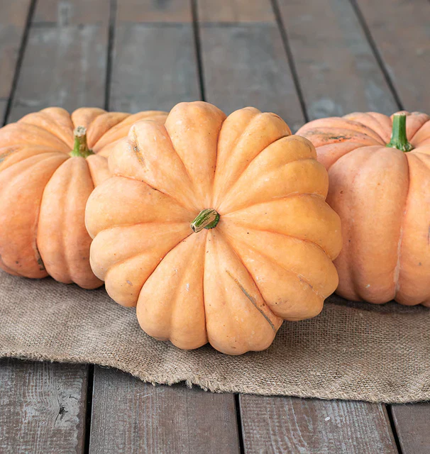Pumpkin Moranga - West Coast Seeds - Image 2