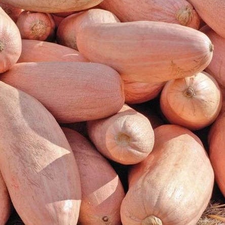 Pumpkin Pink Banana Jumbo - West Coast Seeds - Image 2