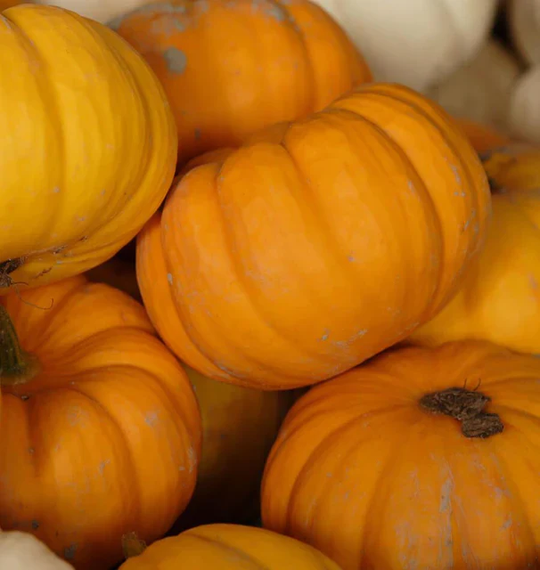 Pumpkin Jack Be Little - West Coast Seeds - Image 3