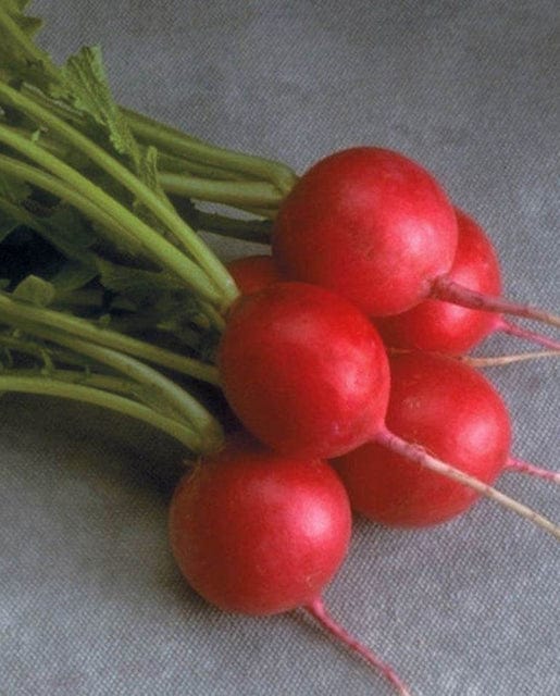 Radish Cherriette - West Coast Seeds - Image 2