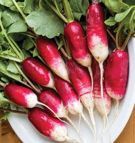 Radish French Breakfast - West Coast Seeds - Image 3