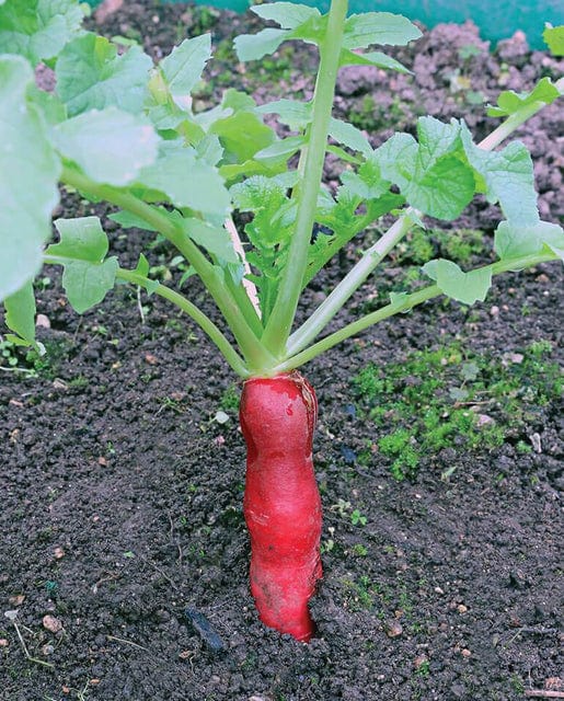Radish Mini Red Daikon - West Coast Seeds - Image 2