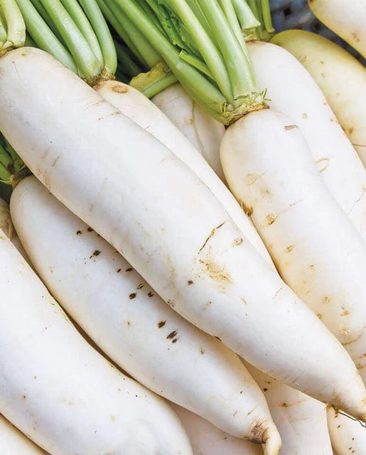 Radish Miyashige White Neck - West Coast Seeds - Image 2