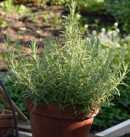 Rosemary - West Coast Seeds - Image 2